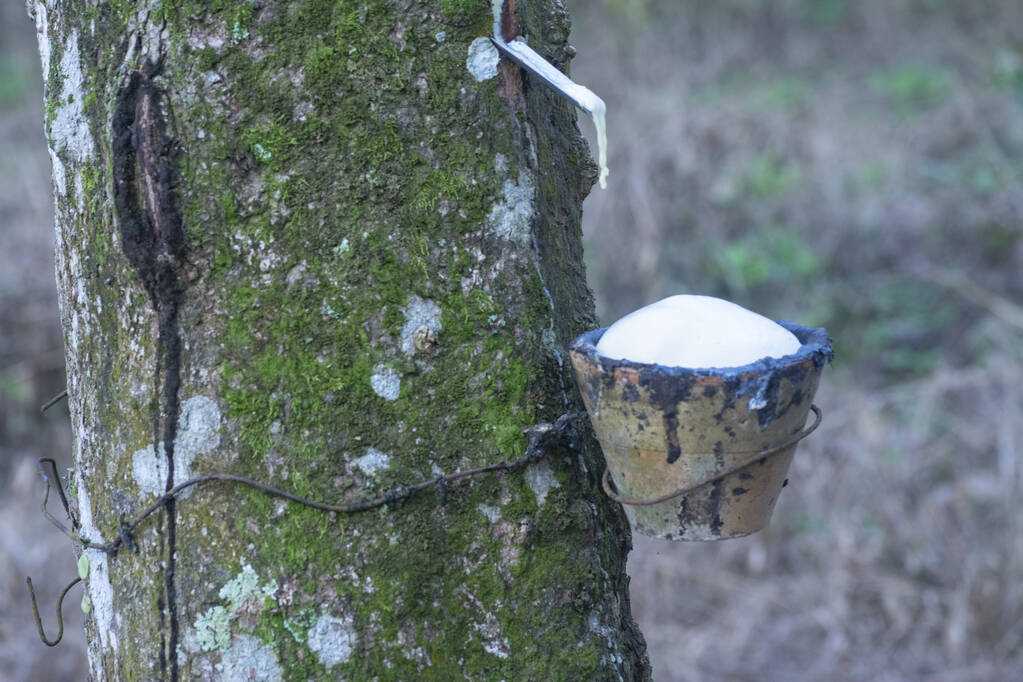 橡胶基本面相对偏弱 海南原料跟随期货回落